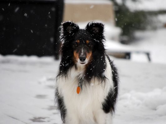 click to free download the wallpaper--Border Collie Image, Stay in the Snow, Sad Look, Seeing Your Dear Off?