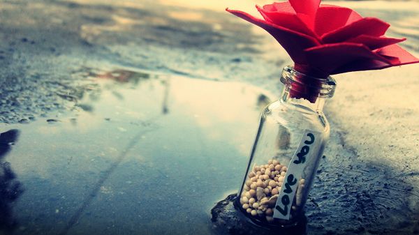 click to free download the wallpaper--Bottle Half Full with Stones, Cork is Like a Red Flower, It is Supposed to Bring in Great Luck to the Receiver - Creative Wallpaper