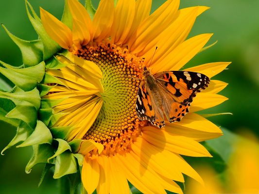 click to free download the wallpaper--Butterfly and Flower, Brown Butterfly on Sunflower, Peaceful and Amazing Scenery