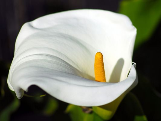 Calla Flowers Picture, White Flower in Bloom, Yellow Stamen, Pure and Respected