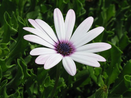 Cape Daisy Flowers, White Small Flower in Bloom, Green Grass and Leaves Around