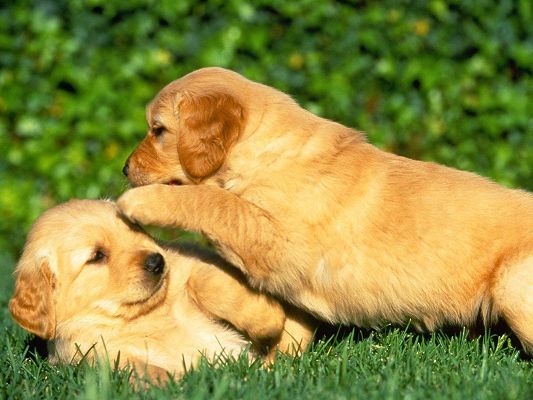 Caring Puppy HD Post in Pixel of 1600x1200, Closer and Closer to Each Other, I Want to Whisper to You a Long Story - Cute Animals Wallpaper