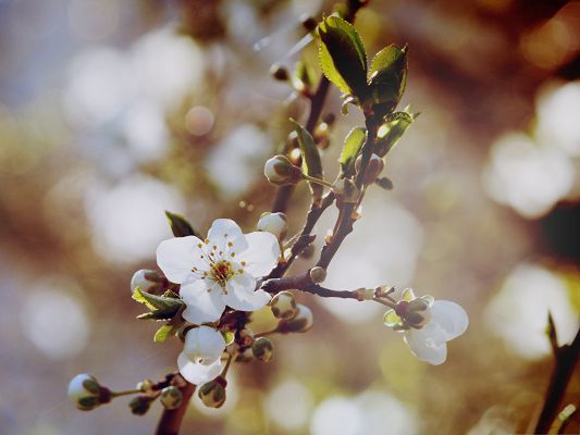 click to free download the wallpaper--Cherry Flowers Image, Cherry Flowers in Bud, Bubble and Fuzzy Background