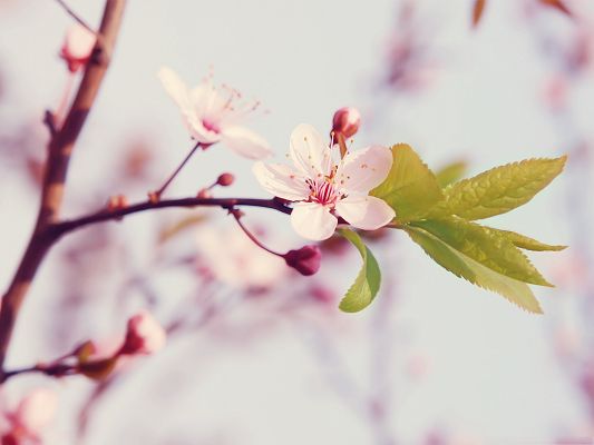 click to free download the wallpaper--Cherry Flowers Photography, Little White Flowers in Bloom, Clean and Romantic Scene