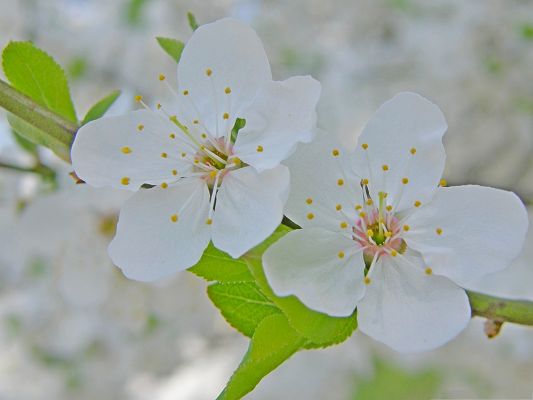 click to free download the wallpaper--Cherry Flowers Picture, Two Blooming Flowers, Welcoming the Great Season