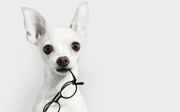 Chihuahua Holding a Pair of Glasses in the Mouth, Eyes and Ears All Stay Attentive, Praise and Appreciation Can be Expected - HD Cute Animals Wallpaper