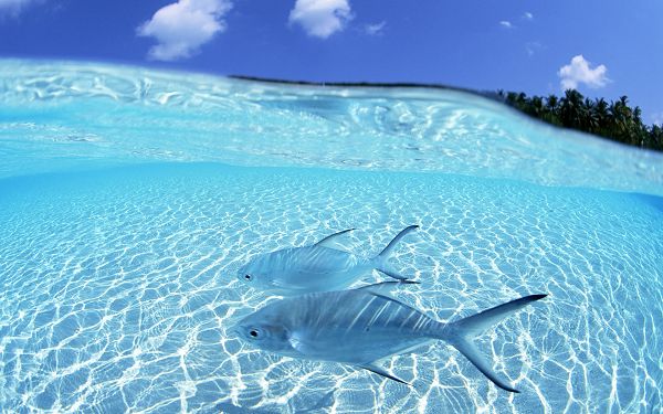 click to free download the wallpaper---Clear Sea Water, Two Fishes in Light Blue Swimming, What a Clear and Wonderful World! - HD Beach Wallpaper