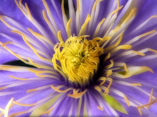 Clematis Flowers Picture, Purple Flower in Bloom, Golden Stamen, Great in Look