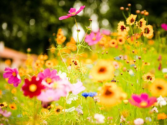 click to free download the wallpaper--Colorful Flowers Picture, Tiny Flowers in Bloom, Green Grass Around