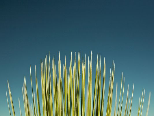 click to free download the wallpaper--Computer Background Wallpaper, Palm Leaf Under the Blue Sky, Great Growth