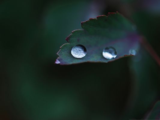 click to free download the wallpaper--Computer Wallpapers Free, Water Drops on Leaf, Crystal Clear and Impressive