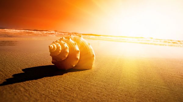 click to free download the wallpaper---Conch by the Seaside, Sun is Producing Golden Glow, Things Are Peaceful, Good and Fine - Photography HD Wallpaper