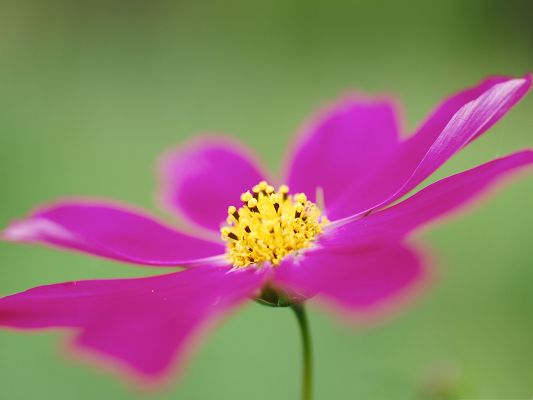 click to free download the wallpaper--Cosmos Flower Image, Pink Flower on Green Background, Yellow Stamen