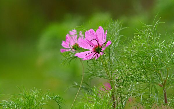 Cosmos Photo, Wild Flowers Blooming in Fall, Prosperous Scene