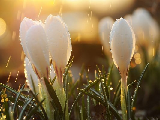 click to free download the wallpaper--Crocus Flower Picture, White and Pure Flower in the Rain, Morning Scene