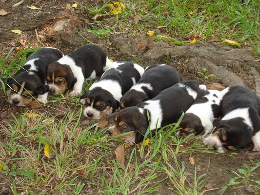 click to free download the wallpaper--Cute Animals Image, Beagle Puppies Unwilling to Open the Eyes, Sound Sleep Outdoor
