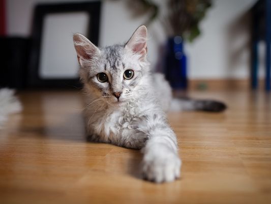 click to free download the wallpaper--Cute Animals Image, Gray Kitten Indoor, Attentive Look, Shall be Impressive
