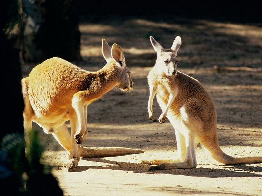 click to free download the wallpaper--Cute Animals Image, Kangaroos Talking, a Nice Conversation