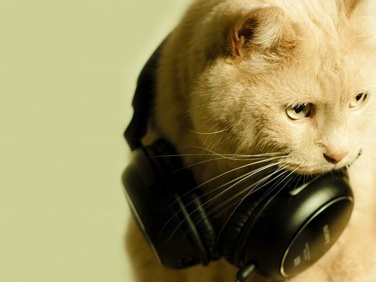 click to free download the wallpaper--Cute Animals Pic, Cat in Earphone, Can't Take It Off, Amazing Melody