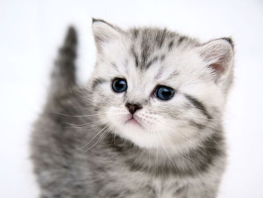 click to free download the wallpaper--Cute Animals Pic, Small and Cute Kitty, White Background, Innocent and Curious Facial Expression