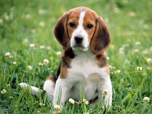 click to free download the wallpaper--Cute Animals Post, Beagle Sitting on Green Grass, Attentive Facial Expression