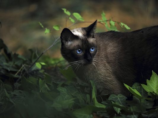 Cute Animals Post, Kitty in Blue Eyesight, Black Fur, Walking Alone in the Forest