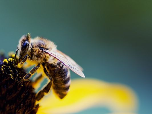 Cute Animals Wallpaper, the Deligent Little Bee on a Flower, Pollen All Over the Body