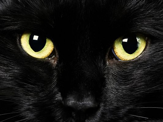 click to free download the wallpaper--Cute Cat Images, Kitten in Long Black Fur, Green Shinning Eyes