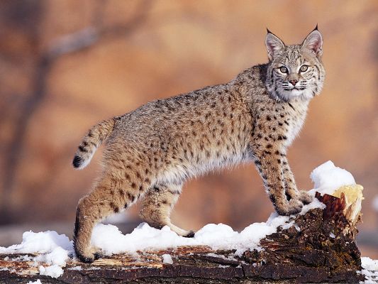 click to free download the wallpaper--Cute Cat Pic, Large Bobcat Standing in Snow, Magnificent Look