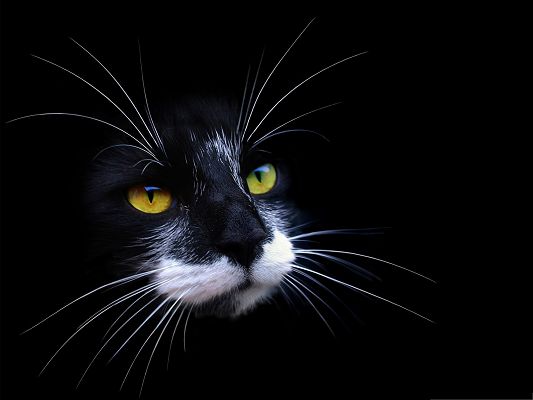 click to free download the wallpaper--Cute Cats Image, Black Cat with White Beard, Black Background