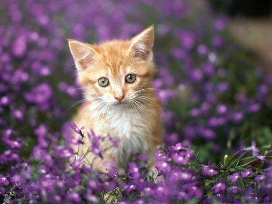 click to free download the wallpaper--Cute Cats Image, Kitten Among Purple Flowers, Getting Amazed