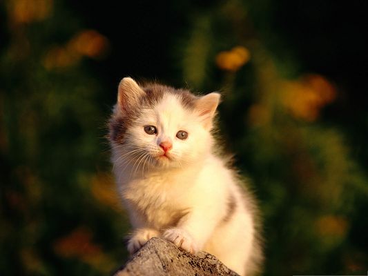 click to free download the wallpaper--Cute Cats Image, Little Kitty in Watering Eyes, Poor and Innocent Look