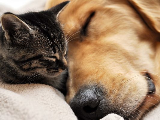 Cute Cats Photography, Sleeping Kitten and Puppy, Close to Each Other