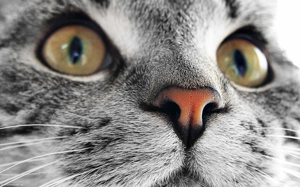 click to free download the wallpaper--Cute Cats Picture, Kitten's Face Portrait, It Stay Focused