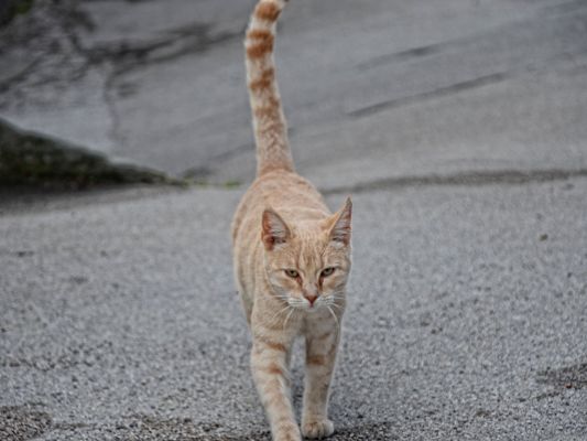 Cute Cats Picture, Lonely Kitten Walking on the Road, No Facial Expression