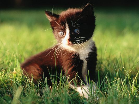 click to free download the wallpaper--Cute Kitten Images, Black Little Cutie Among Green Grass, Sweetie, Are You Losing Your Way? 