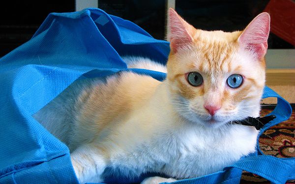 click to free download the wallpaper--Cute Kitten Pic, Cat in Blue Eyes, Stay in Blue Shopping Bag