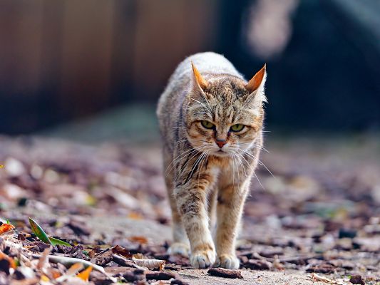 click to free download the wallpaper--Cute Kitties Image, Walking Kitty, Serious in Look, Is It Irritated?