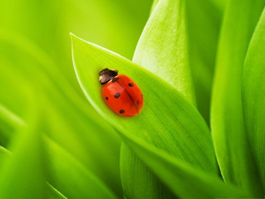 click to free download the wallpaper--Cute Ladybug Image, Sleeping Insect on Green Plants, Great Scene