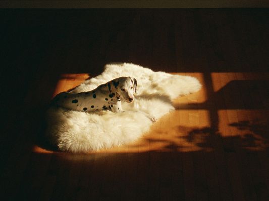 click to free download the wallpaper--Dalmatian Pet Dog Pic, Sunlight Pouring on White Carpet and the Cute Puppy