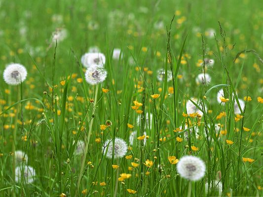 click to free download the wallpaper--Dandelion Flower Images, White Flowers and Green Grass, Spring Flowers Field