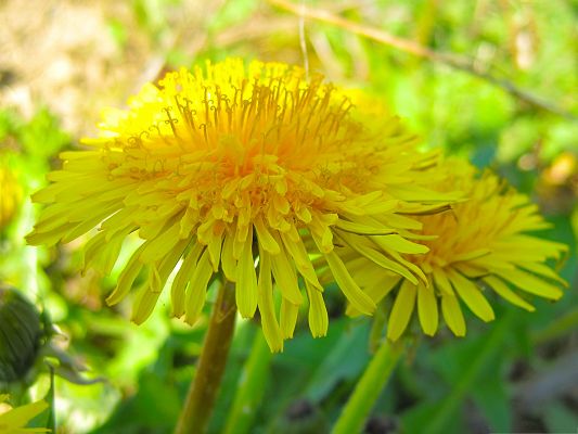 click to free download the wallpaper--Dandelion Flowers Image, Golden Flowers with Strong Sunshine, Green Grass Beneath