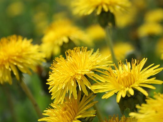 click to free download the wallpaper--Dandelion Flowers Picture, Yellow Flower in Bloom, Amazing and Impressive