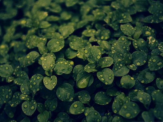 click to free download the wallpaper--Dark Green Plant Picture, Rain Drops on Green Plant, Amazing Scenery