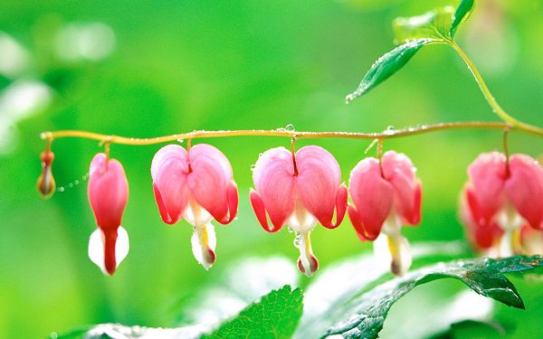 click to free download the wallpaper--Dicentra Spectabilis Image, Red Flowers in thg Rain

