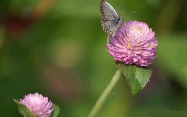 click to free download the wallpaper--Digital Flower Photo, Blooming Flowers and Butterfly, Great Lovers