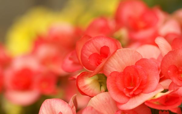 Digital Flower Photography, Red Flowers in Full Bloom, Fuzzy Scene