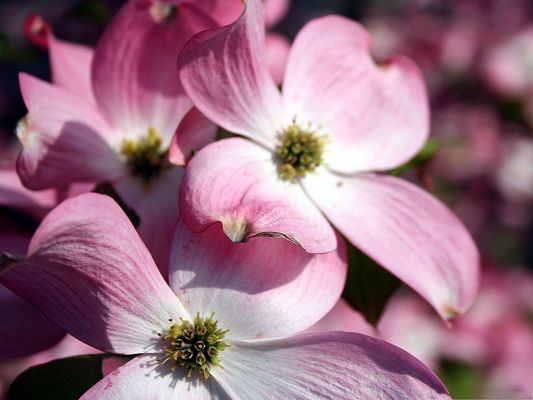 click to free download the wallpaper--Dogwood Flowers Image, Pink and Beautiful Flowers, Nice-Looking and Impressive