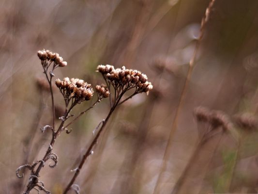 Dry Wild Flowers, Beautiful Flowers in Autumn, Dry and Fading
