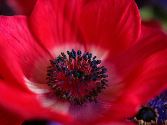 click to free download the wallpaper--Floral Nature Landscape, Red Flower Under Micro Focus, Blue Stamen